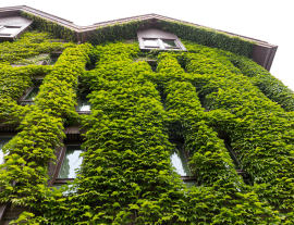 Roślinność na budynku - popularny, ekologiczny trend